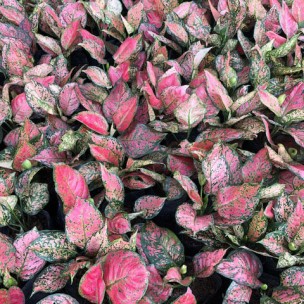 Aglaonema 'Dud Unyamanee'