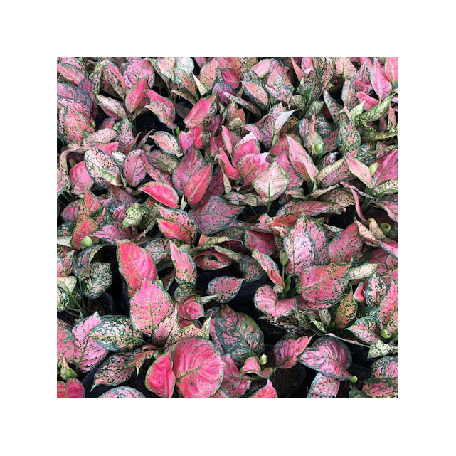 Aglaonema 'Dud Unyamanee'