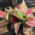 Aglaonema 'Dud Unyamanee'