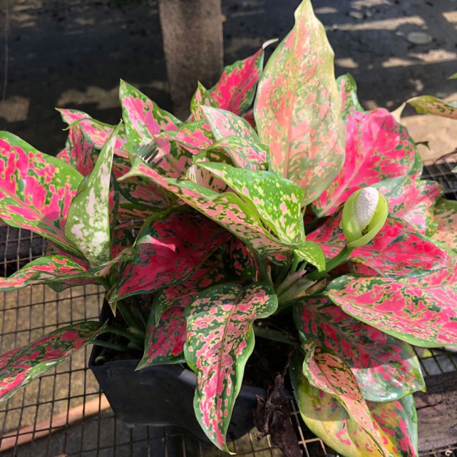 Aglaonema 'Dud Unyamanee'