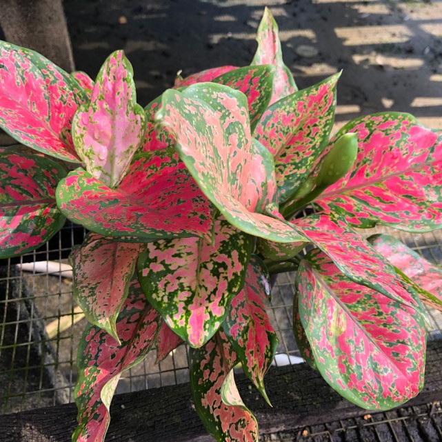 Aglaonema 'Dud Unyamanee'