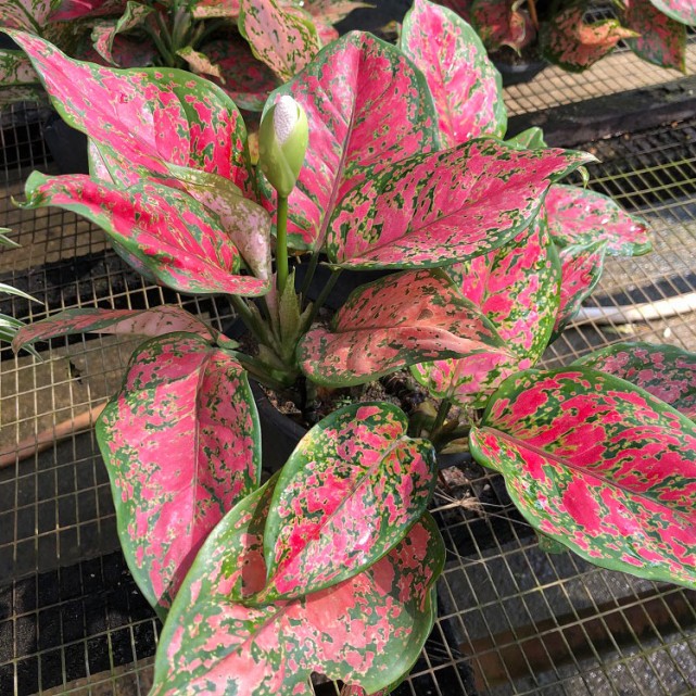 Aglaonema 'Dud Unyamanee'