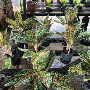 Aglaonema 'Donna Carmen'