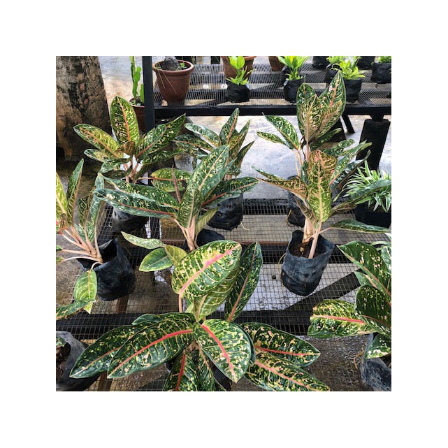 Aglaonema 'Donna Carmen'