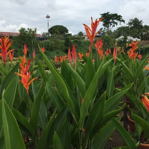 Heliconia Psittacorum 'Andromeda'