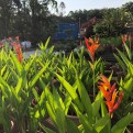 Heliconia Psittacorum 'Andromeda'