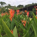 Heliconia Psittacorum 'Andromeda'