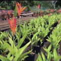 Heliconia Psittacorum 'Andromeda'
