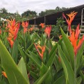 Heliconia Psittacorum 'Andromeda'