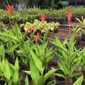 Heliconia Psittacorum 'Andromeda'