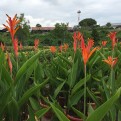 Heliconia Psittacorum 'Andromeda'