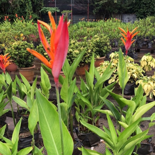 Heliconia Psittacorum 'Andromeda'