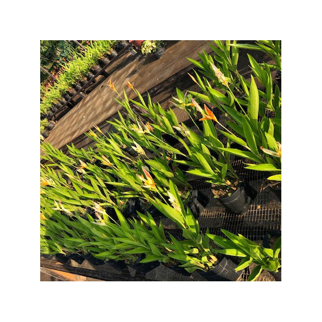 Heliconia 'American Dwarf'