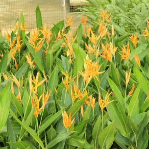 Heliconia 'American Dwarf'