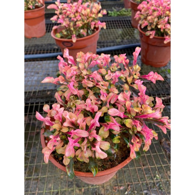 Alternanthera Cultivar