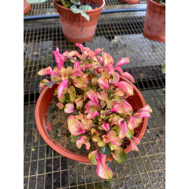 Alternanthera Cultivar