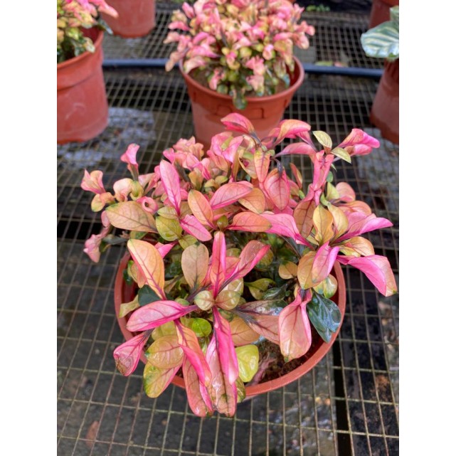 Alternanthera Cultivar