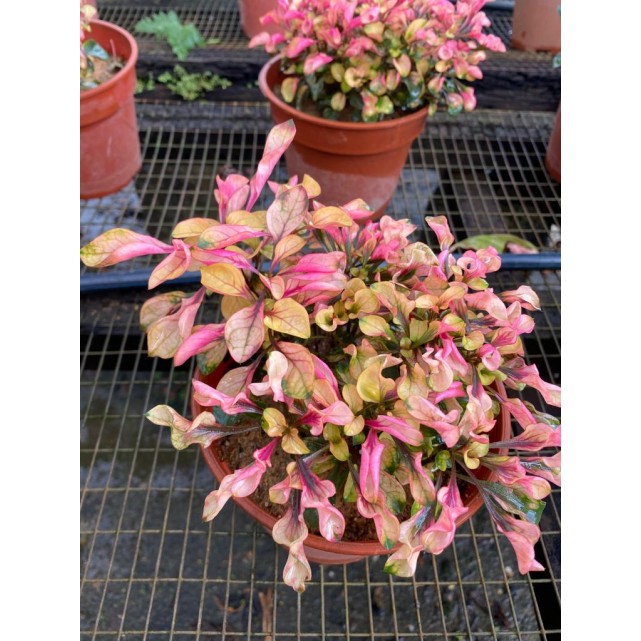 Alternanthera Cultivar