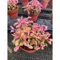 Alternanthera Cultivar