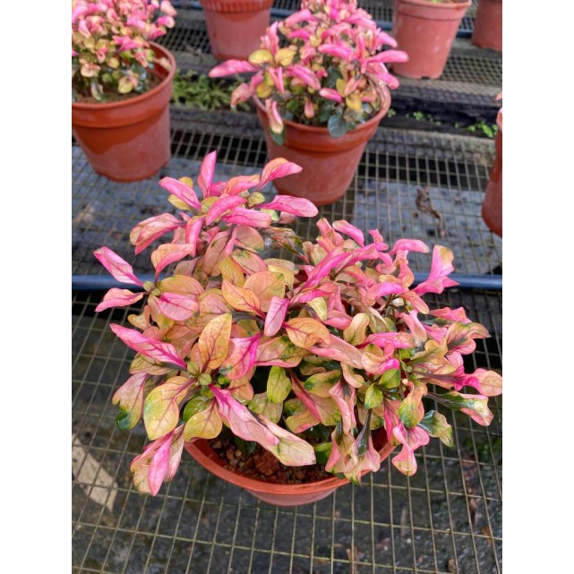 Alternanthera Cultivar