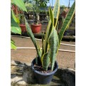 Sansevieria trifasciata 'Laurentii' (Mother-In-Law's Tongue / Snake Plant