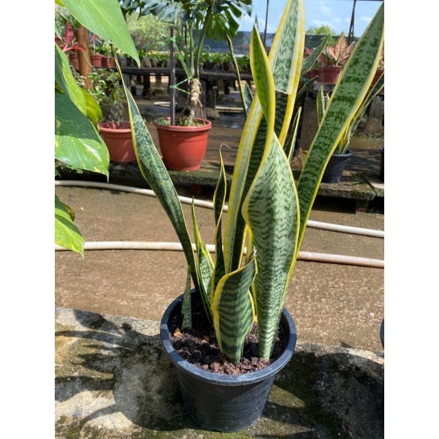 Sansevieria trifasciata 'Laurentii' (Mother-In-Law's Tongue / Snake Plant