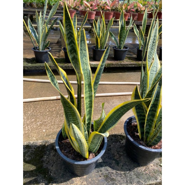 Sansevieria trifasciata 'Laurentii' (Mother-In-Law's Tongue / Snake Plant