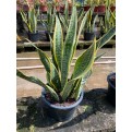 Sansevieria trifasciata 'Laurentii' (Mother-In-Law's Tongue / Snake Plant