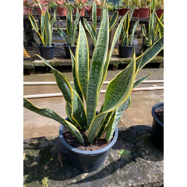 Sansevieria trifasciata 'Laurentii' (Mother-In-Law's Tongue / Snake Plant