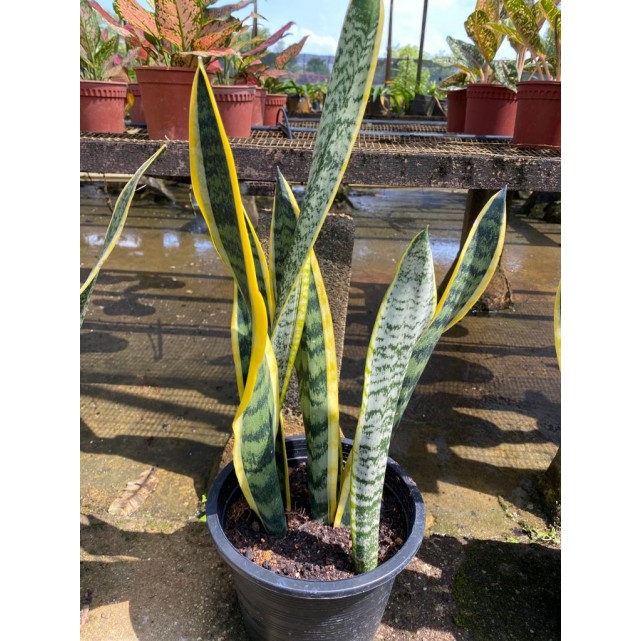 Sansevieria trifasciata 'Laurentii' (Mother-In-Law's Tongue / Snake Plant