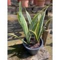 Sansevieria trifasciata 'Laurentii' (Mother-In-Law's Tongue / Snake Plant