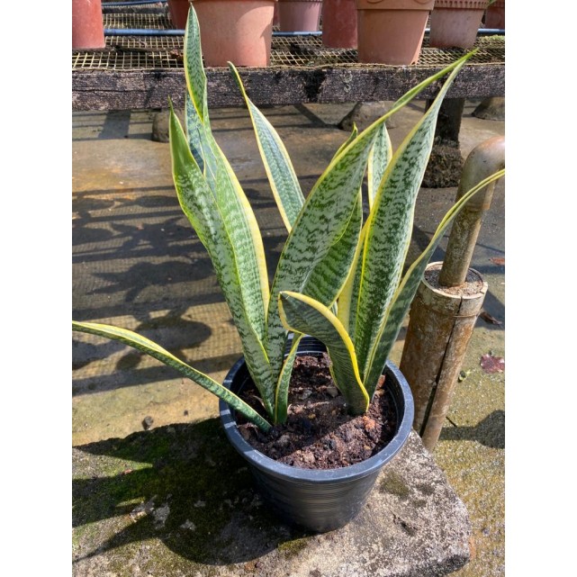Sansevieria trifasciata 'Laurentii' (Mother-In-Law's Tongue / Snake Plant