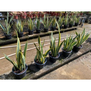 Sansevieria trifasciata 'Laurentii' (Mother-In-Law's Tongue / Snake Plant