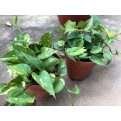 Epipremnum aureum (Money Plant)