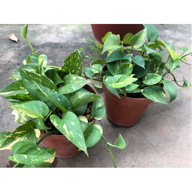 Epipremnum aureum (Money Plant)