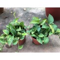 Epipremnum aureum (Money Plant)