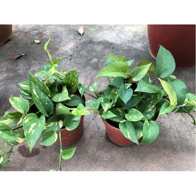 Epipremnum aureum (Money Plant)