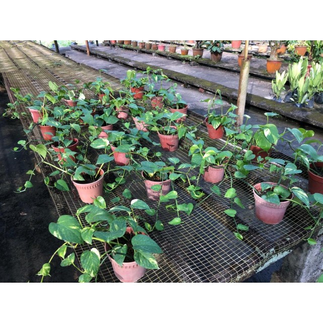 Epipremnum aureum (Money Plant)