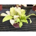 Philodendron erubescens 'Gold'