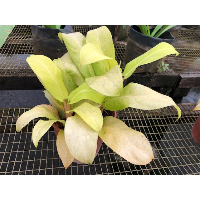 Philodendron erubescens 'Gold'
