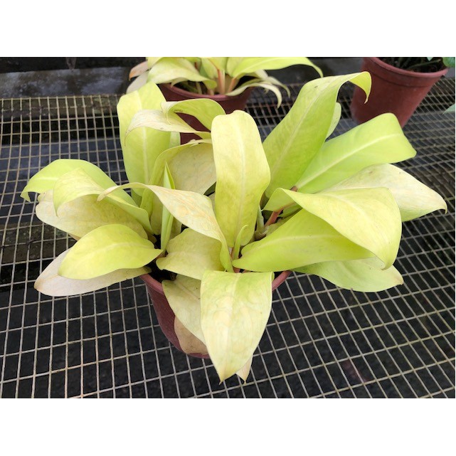 Philodendron erubescens 'Gold'