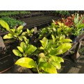 Philodendron erubescens 'Gold'