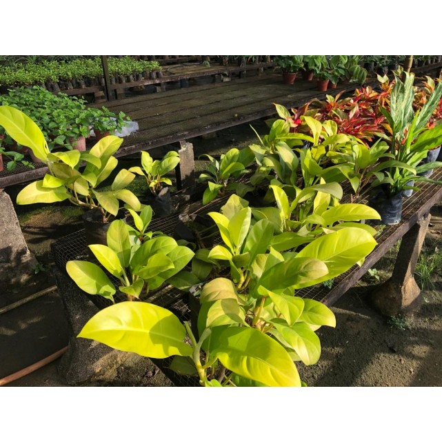 Philodendron erubescens 'Gold'
