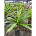 Pandanus amaryllifolius (Pandan)