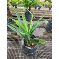 Pandanus amaryllifolius (Pandan)