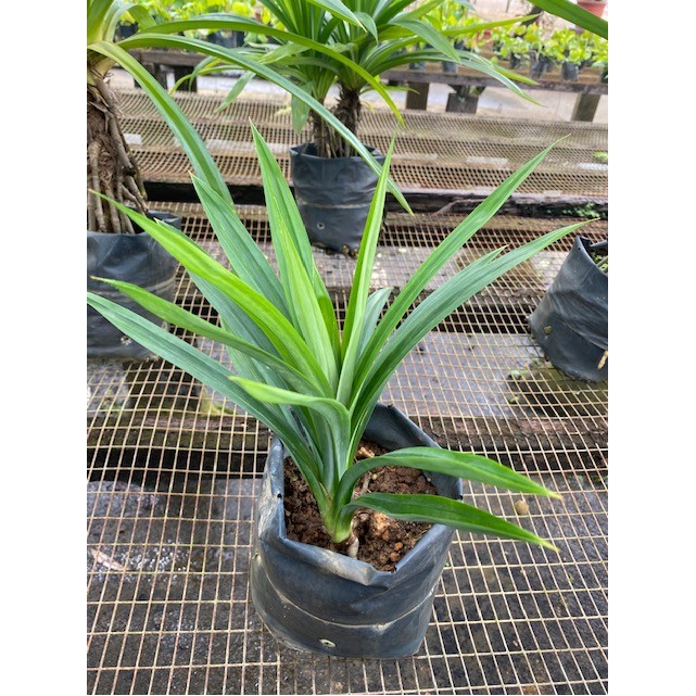 Pandanus amaryllifolius (Pandan)
