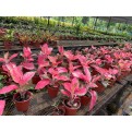 Aglaonema 'Red Master'
