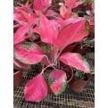 Aglaonema 'Red Master'