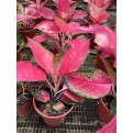 Aglaonema 'Red Master'