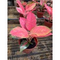 Aglaonema 'Red Master'